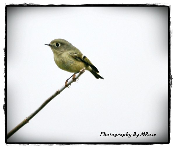 Ruby Crowned Kinglet