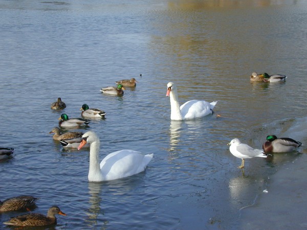 Swans, Ducks and a Seagull