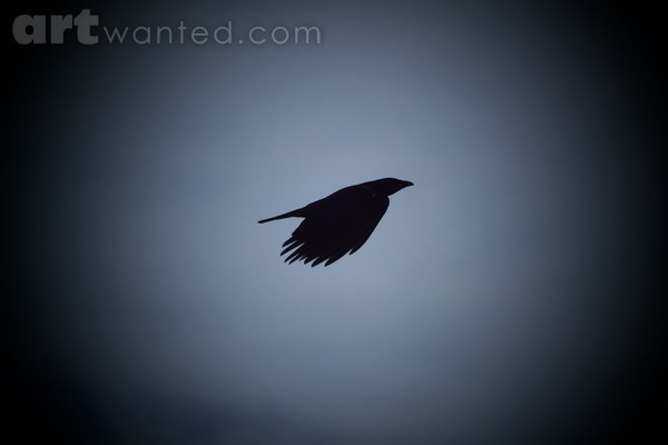 Crow In Flight
