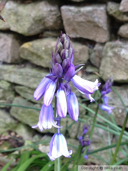 bluebells by my garden wall