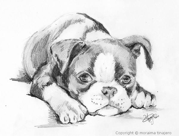 boston terrier puppy sketch