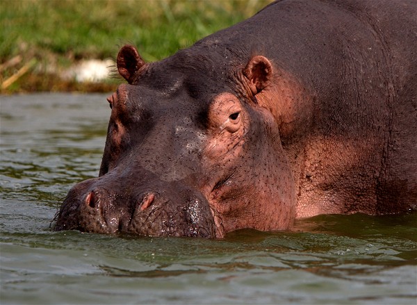 Hippo portrait