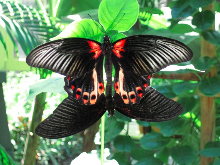 Butterfly Mating