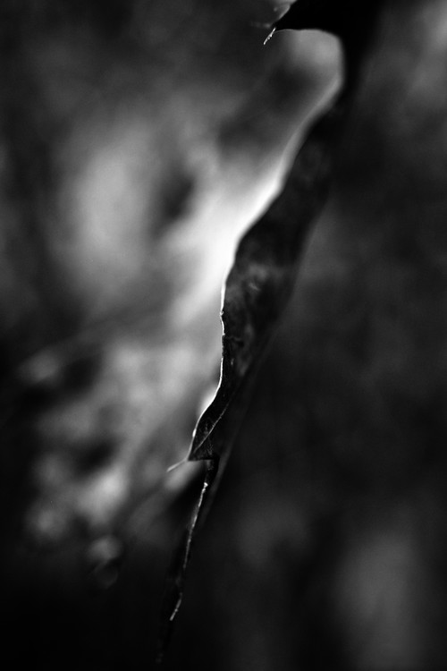 On the Edge! - Artistic Leaf Black and White Photo