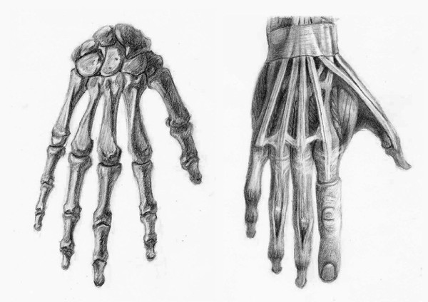 Anatomical Hands
