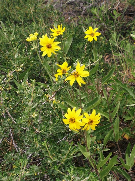 Aspen Sunflower