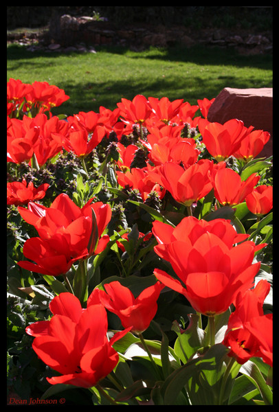 Blood Red Tulips