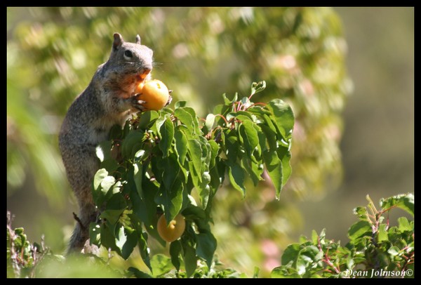 Apricot Thief