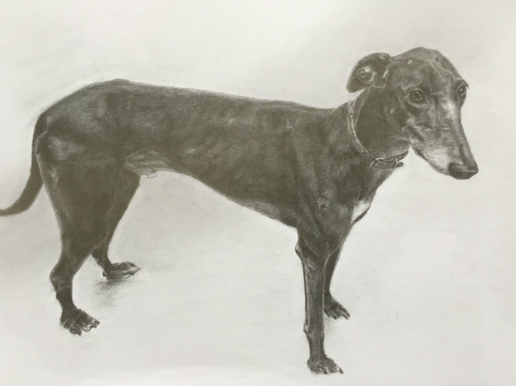 Greyhound portrait graphite