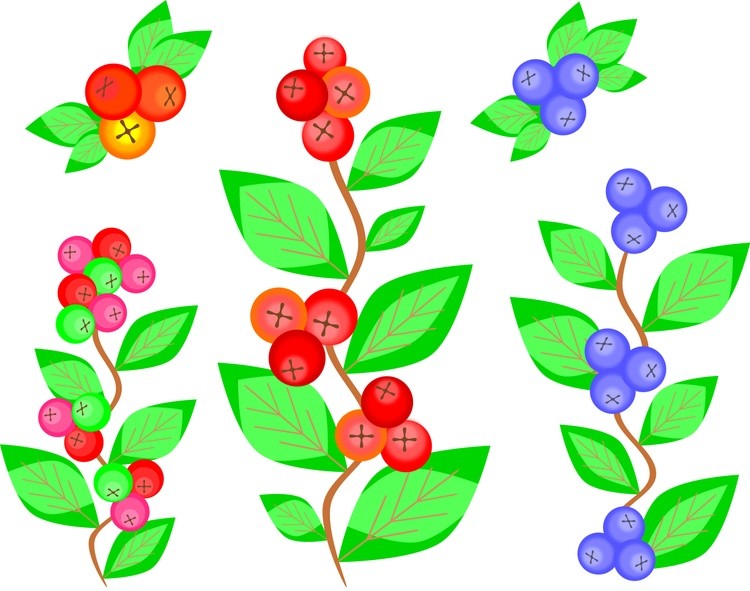 Branches of a plant with leaves and berries
