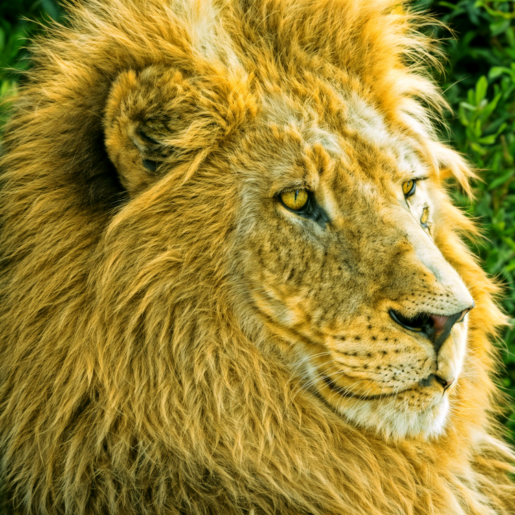  Wild animals. tiger, life, cheetah, jaguar, wild, nature, animals, animal world, lion,