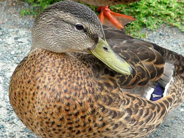 Ducky