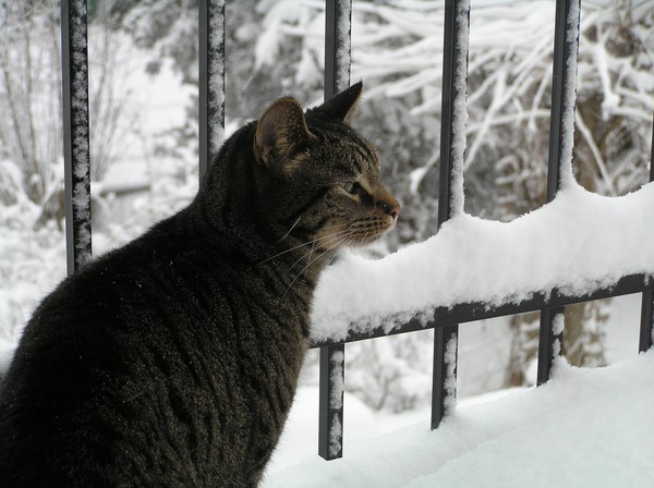 Sniffing the cold air
