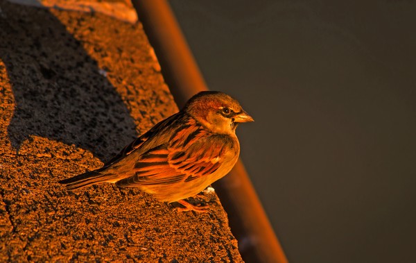 Sparrow