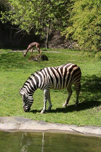 Zebra and Gazelle