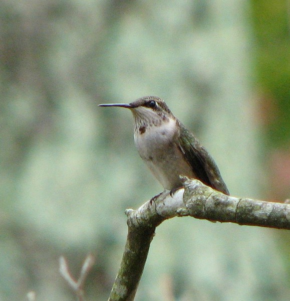 Little Hummer