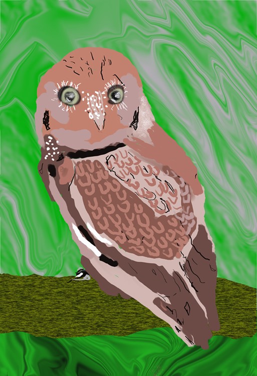 Brown Owl  O929