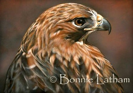 The Glance - Red-tailed Hawk