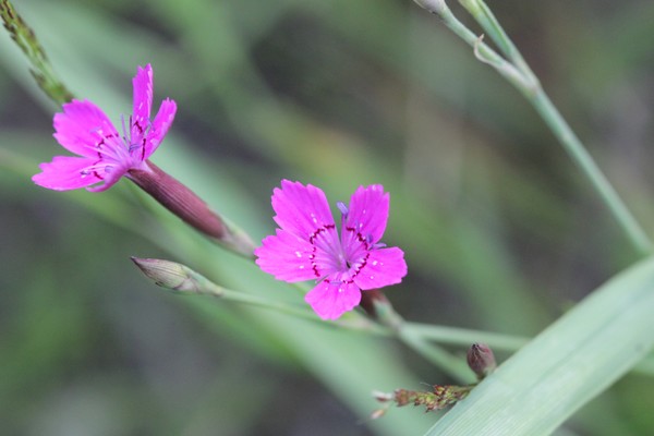 Pink-purple wildflowers