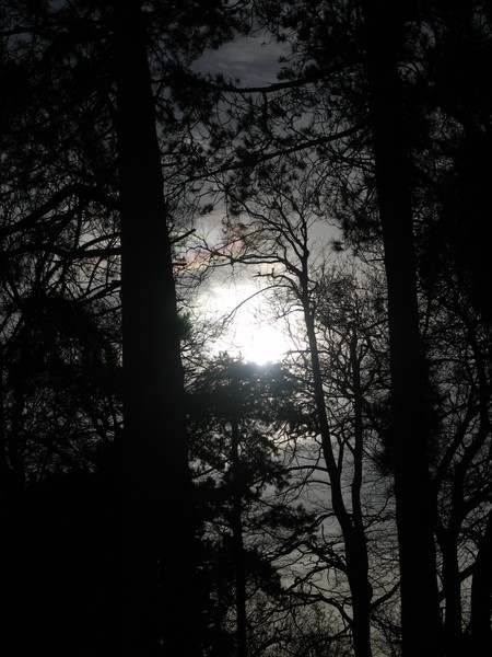 Peek through the Trees to the Sun