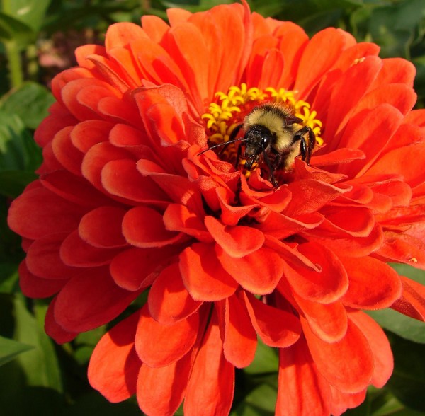 Red Zinnia With Bee