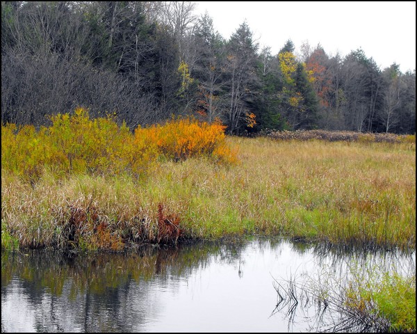 Autumn Marsh