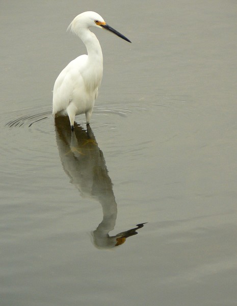 Egret and his reflection