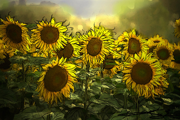 Sunflowers of Tuscany