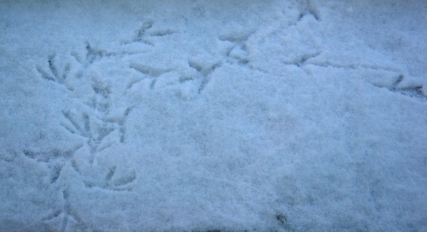 footprints of piegons