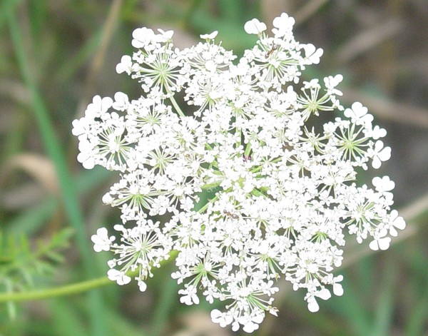 The Queen's Lace