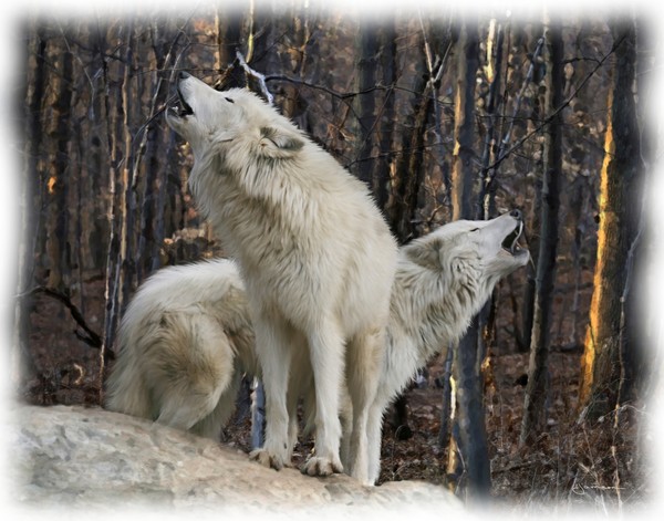 Howling Wolves