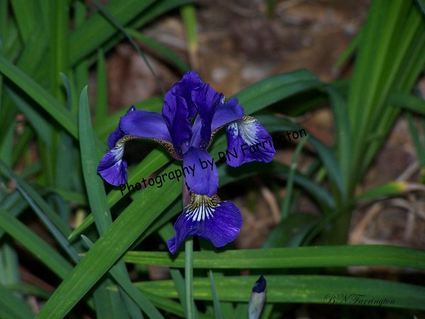 Tiny Purple Iris