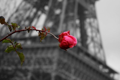 Last rose of Paris