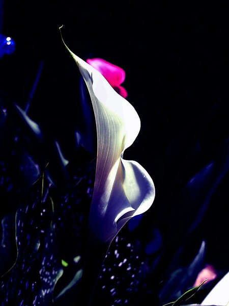 Calla Lily Glow light