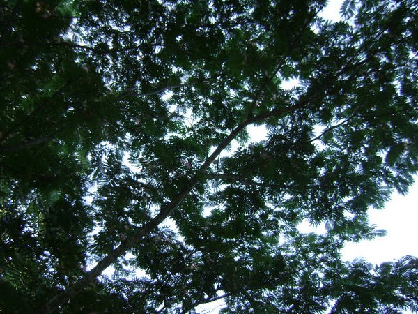 Mamosa Tree in bloom