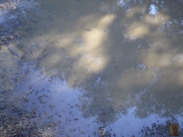 muddy puddle ...