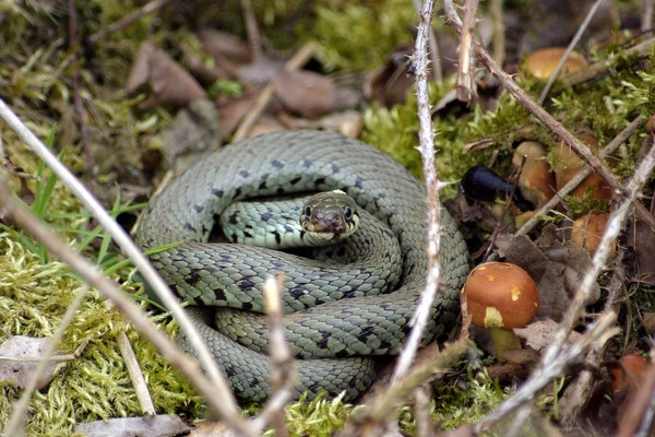 Grass snake