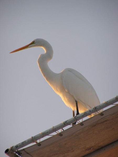 White heron