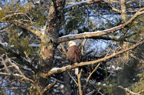  Adult Bald Eagle