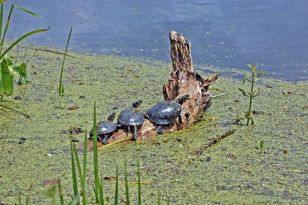 Turtles in the Sun