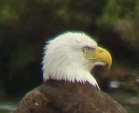 Bald Eagle