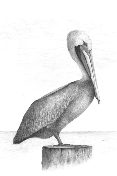 Pelican At Sea