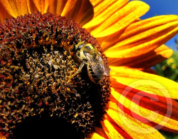 Bee-having naturally!