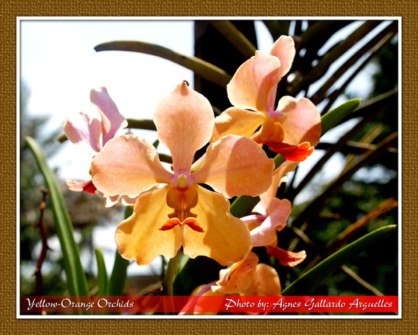 Yellow-Orange Orchids