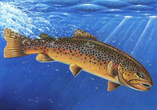 Untitled - Brown Trout