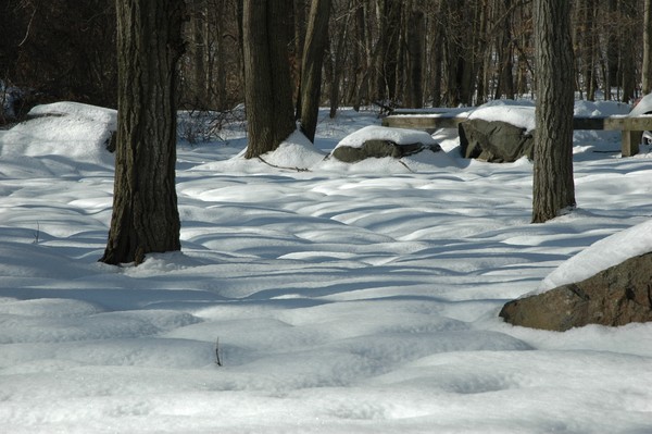 Woods in Snow