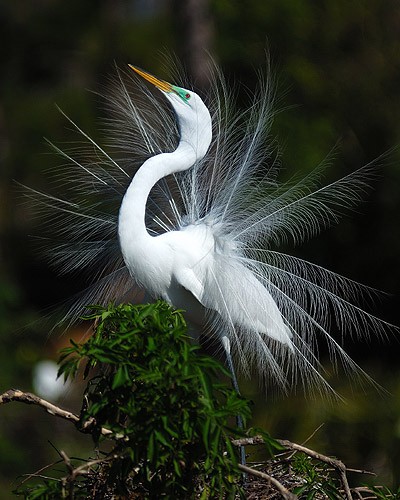 Great Egret Mating Dance