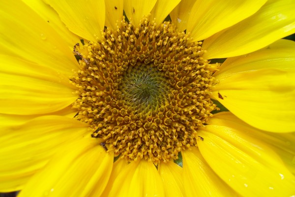 sunflower core