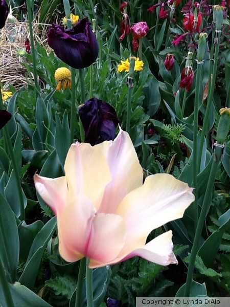Blush-Colored Tulip