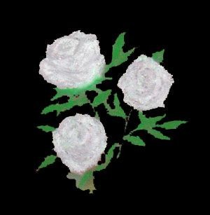 White roses